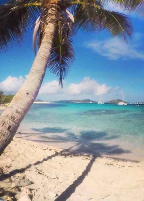 A palm tree is leaning against an sandy beach visible to an offshore sailing crew.